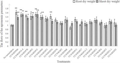 Multiple Metabolic Phenotypes as Screening Criteria Are Correlated With the Plant Growth-Promoting Ability of Rhizobacterial Isolates